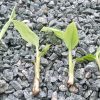 plantule de bananier plantain