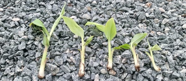 plantule de bananier plantain
