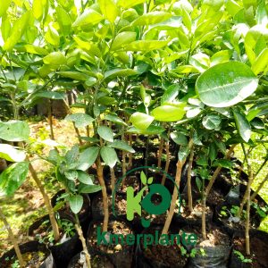 Arbres Fruitiers