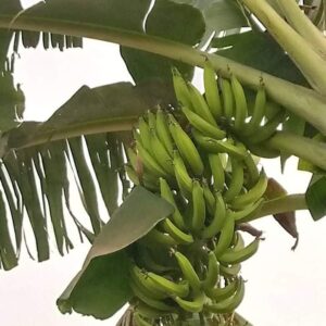 Bananier-plantain